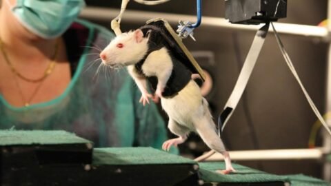 Paralysed Rats Made To Walk Again