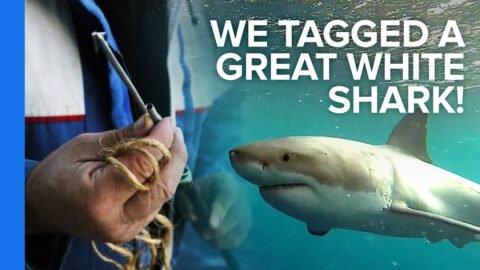 We Tagged a Great White Shark!