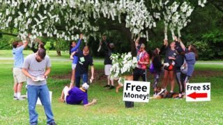 I Made Money Grow On Trees