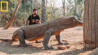 أشرس وأخطر الحيوانات فالعالم | سحلية تنين الكومودو – Komodo Dragon