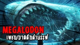 เมกาโลดอน Megalodon เพชฌฆาตยุคดึกดำบรรพ์ | หลอนดูดิ EP.5 Megalodon [ดูดิ]