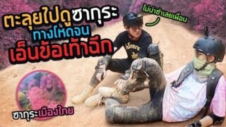เจ็บหนัก!!เพราะไปดู”ซากุระ”เมืองไทย (SPD)