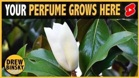 YOUR PERFUME GROWS HERE