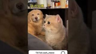 🦮：He’s doing that meow meow thing again.🙄🙄🙄