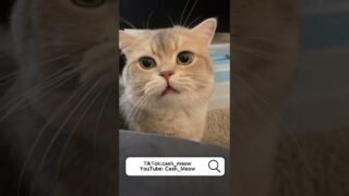 👩🏻: oh, mama’s poor Cash! 🐱：yeah, I agree. Poor me.😢
