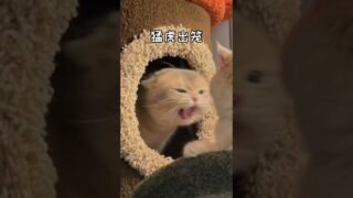 Mission failed…