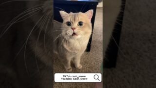 【Copy cat】
