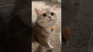 Why would this little guy want to eat carrot next to his litter box🤦🏻‍♀️