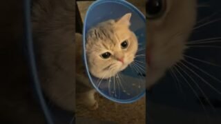 Poor Cash, got his tail accidentally hurt by mom, and face punched by Owl 11…😿😿need a hug