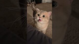 CASH! Come on, stop meowing! Of course I love you more than the TV
