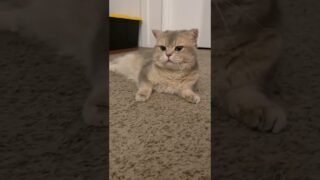 My carpet knows how to talk and sneeze, how about yours🤔