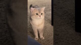 ASMR meow…just a cat but sounds like a flock of 🐑