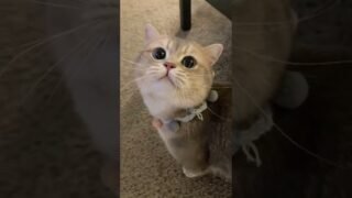 Let’s do some tricks!