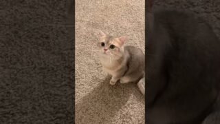 Just a simple meow talkshow.🎙️