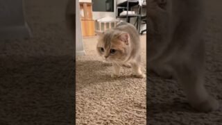 Unlocked the new style of meowing!🎵