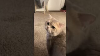 Cash: Mom, I want go outside!😿