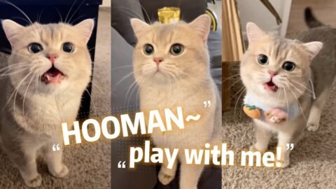 How’s it like to have a Talktive Cat? Cash’s meow talk COMPILATION 02 | meow__cash