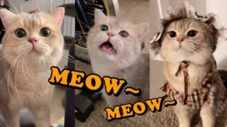 Cute Cat Cash’s meow talk COMPILATION 01 | meow__cash