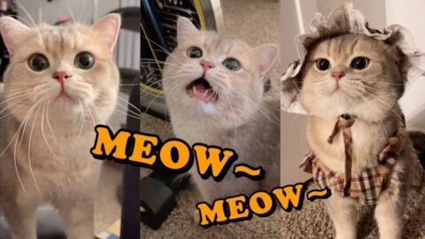 Cute Cat Cash’s meow talk COMPILATION 01 | meow__cash