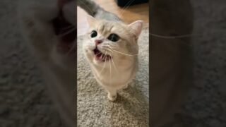 With a loud bang, a little black piggy meowing loudly appeared.