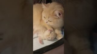 Yawning to feel the deep love from mom 🥱