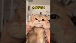 Cash-hamster transformation! biubiubiu!