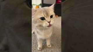 my secret to being a trumpet: nom nom eat with bigger bites , meow with louder voice