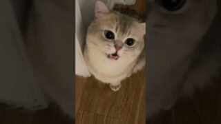 This is not an ordinary cat. He knows what I say and how I feel