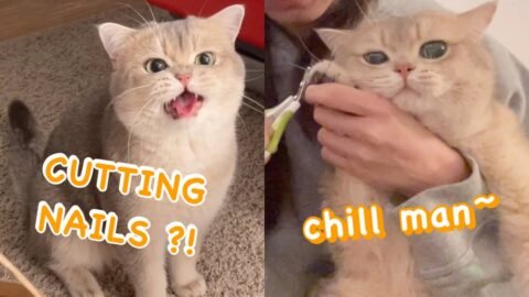 Healing Sound of Cat Meowing | How to safely trim cat’s nails? | meow__cash