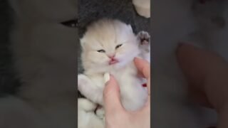 I’ll never have enough of these puffy babies