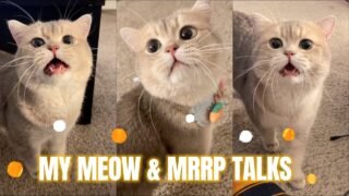 195s Pure Enjoyment of Cute Cat Cash’s Meow Talk | COMPILATION 03 | meow__cash
