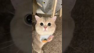 Being cute is an ability and he’s good at it!😍