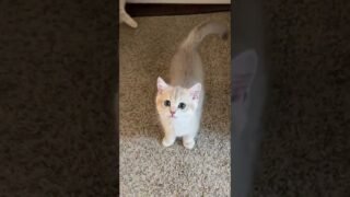 How many people would think this is a video of young Cash?