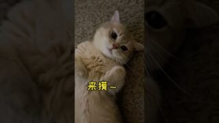 What’s Mamami(mommy’s kitty)