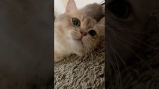 It’s so cruel to wake up such an adorable kitty.. I just can’t