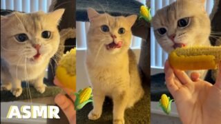 Adorable!! ASMR Cat Eats CORN 🌽 | meow__cash