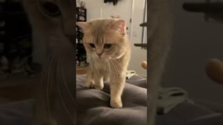 No one can resist it when such a cute cat face get like this close