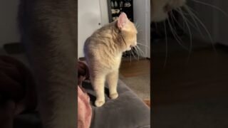 Regular meowing vs rap meowing