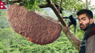 جربت عسل الهلوسة – الأخطر و الأغلى بالعالم 🇳🇵