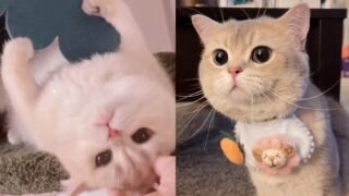 Cute Cats’ Talktive Daily | Cash & Euro Tiktok Compilation | meow_cash