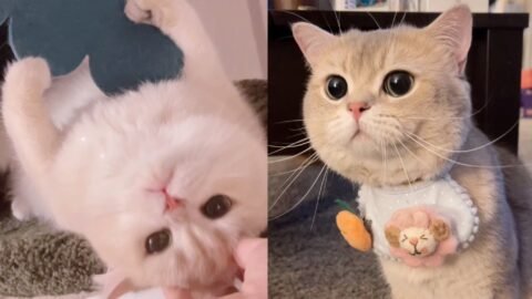 Cute Cats’ Talktive Daily | Cash & Euro Tiktok Compilation | meow_cash