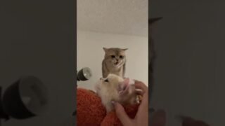 Mom！STOP! PATTING! HER! (jealous Cash mode)