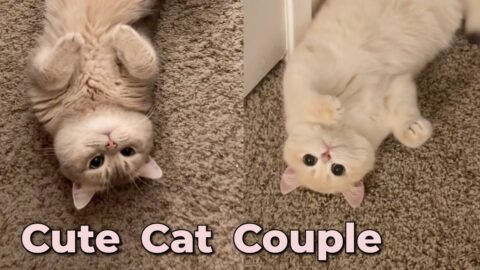 Cute Cat Couple’s Daily Moments💕 Adorable Cat Meowing Sound | meow__cash
