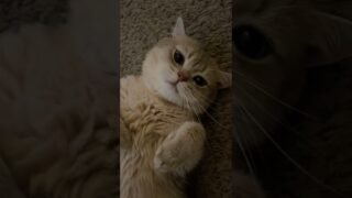 How do people usually deal with such “blackmailing” kittens?
