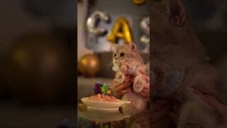 Happy third birthday to our dear Cash!!!