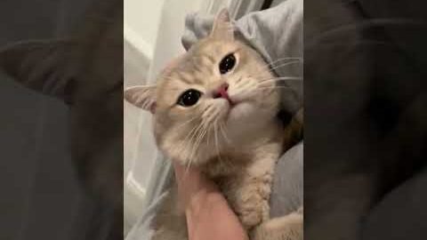 A matured kitty should know that not all cats got moon cakes to eat