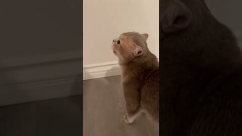 Alright, I’ll let you cry once and for all
