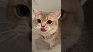 Cash is no longer a cheesy boy, but a cute kitty with starry in his eyes