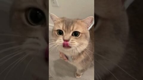 Cash is no longer a cheesy boy, but a cute kitty with starry in his eyes