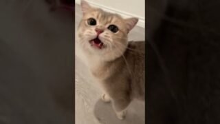 WOW! Some celeberity cat got captured snubbing at the interview!